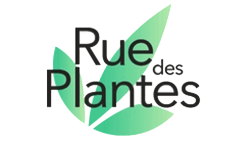 rue plantes